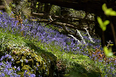 Bluebells on Lustleigh Cleave, Dartmoor, photo by kind permission of Jon Arnold Photography