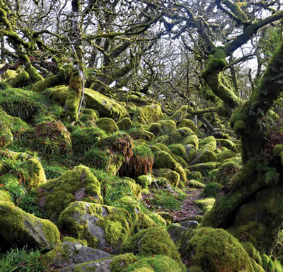 Wistmans Wood, Dartmoor, photo by kind permission of Jon Arnold Photography